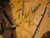 36 Bwca 2008 Wild Rice