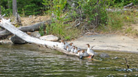 45 Birds Bwca 2008 Mergansers