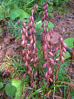 62 Bwca 2008 Orchid
