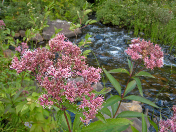 Marsh Milkweed