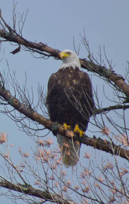 Bald Eagle