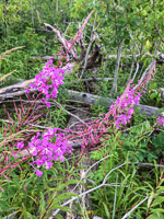 0002 Bwca 2018 Fire Weed