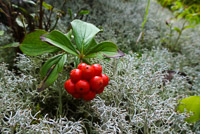 0022 Bwca 2018 Bunchberry