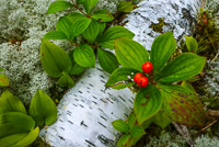 0023 Bwca 2018 Bunchberry