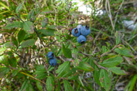 0025 Bwca 2018 Wild Blueberries