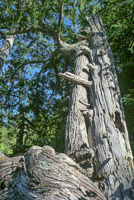 0031 Bwca 2018 Lake Malberg