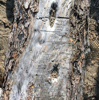 0046 Bwca 2018 Lake Malberg