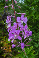 0051 Bwca 2018 Fire Weed