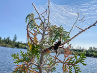 016 Bwca 2022 Big Spider
