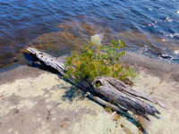 017 Bwca 2022 