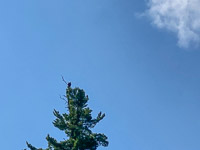 029 Bwca 2022 Bald Eagle