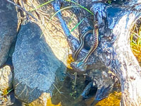 032 Bwca 2022 Garter Snake Eating Toad