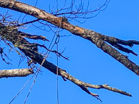 047 Bwca 2022 Bear Rope