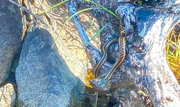 Snake vs Toad