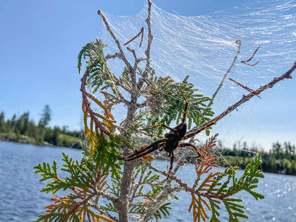 Large Spider in Its 'Tent'