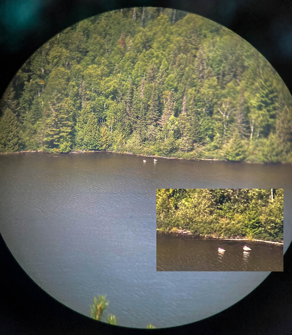 Two Swans Thru Binoculars
