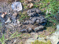 1009 Bwca 2024 Wolf Scat