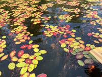 1012 Bwca 2024 Roadside Flowers 2024 