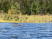 1013 Birds Bwca 2024 