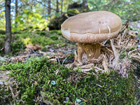 1015 Bwca 2024 Roadside Flowers 2024 Mushroom