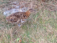 1048 Birds Bwca 2024 Spruce Grouse