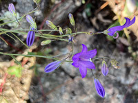 1089 Bwca 2024 Roadside Flowers 2024 
