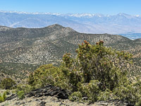 0001 Bristlecone Pine Forest California 2025 Sierra Nevada Pinyon Pine