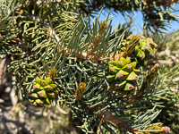 0002 Bristlecone Pine Forest California 2025 Pinyon Pine