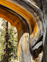 0003 Bristlecone Pine Forest California 2025 