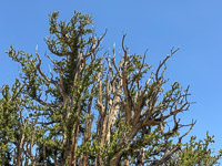 0005 Bristlecone Pine Forest California 2025 