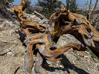 0006 Bristlecone Pine Forest California 2025 