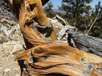 0007 Bristlecone Pine Forest California 2025 