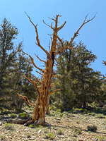 0013 Bristlecone Pine Forest California 2025 