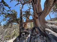 0014 Bristlecone Pine Forest California 2025 
