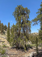 0016 Bristlecone Pine Forest California 2025 