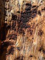 0017 Bristlecone Pine Forest California 2025 
