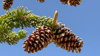 0018 Bristlecone Pine Forest California 2025 