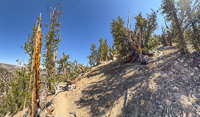 0022 Bristlecone Pine Forest California 2025 Panorama 