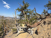 0023 Bristlecone Pine Forest California 2025 
