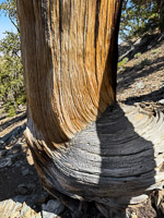 0024 Bristlecone Pine Forest California 2025 
