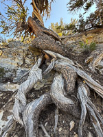 0025 Bristlecone Pine Forest California 2025 