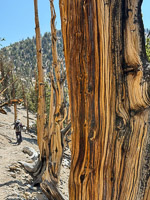 0034 Bristlecone Pine Forest California 2025 