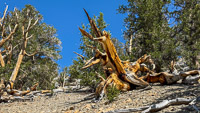 0038 Bristlecone Pine Forest California 2025 