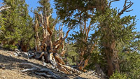 0039 Bristlecone Pine Forest California 2025 