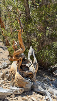 0040 Bristlecone Pine Forest California 2025 
