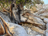 0044 Bristlecone Pine Forest California 2025 