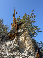 0049 Bristlecone Pine Forest California 2025 