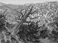 0053 Bristlecone Pine Forest California 2025 