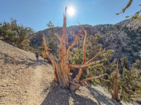 0057 Bristlecone Pine Forest California 2025 