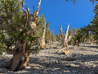 0058 Bristlecone Pine Forest California 2025 